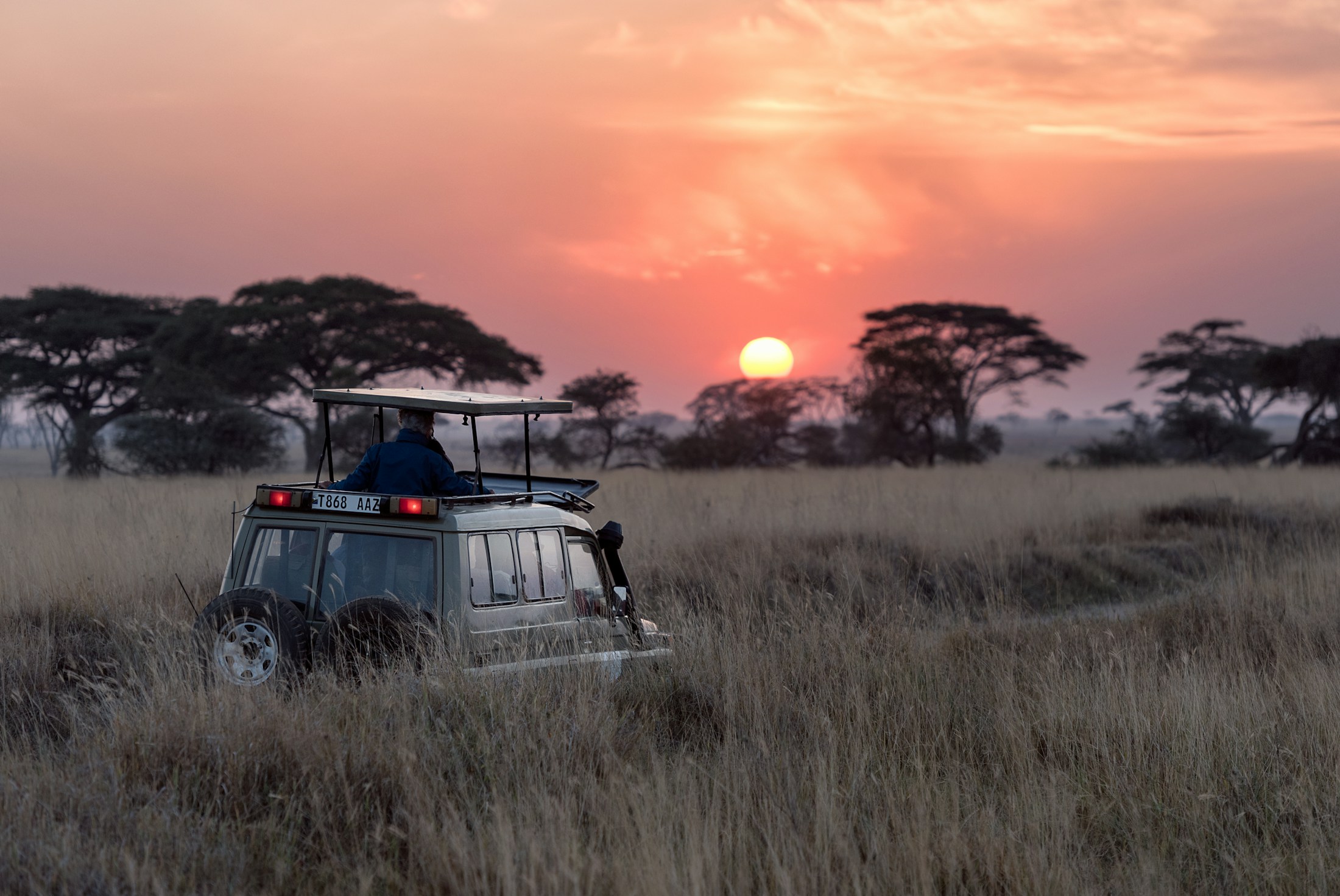 Giraffes crossing the sunlit African savannah