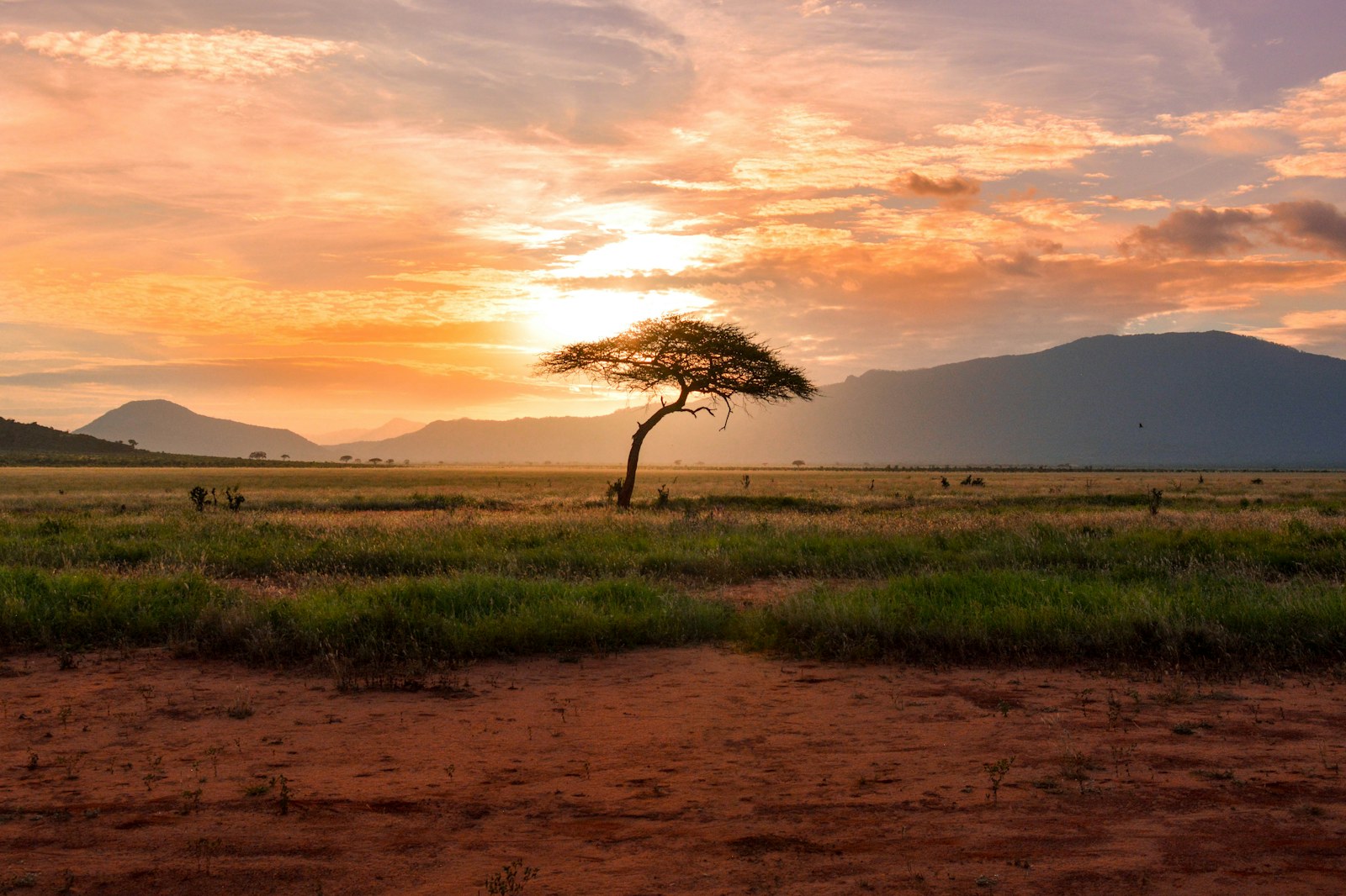 Wildlife on the Serengeti plains