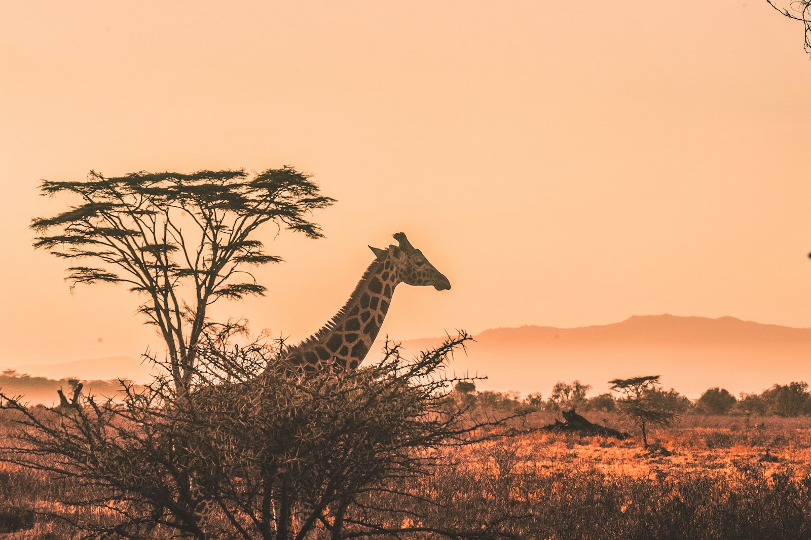 Elephants travelling together across Tanzania